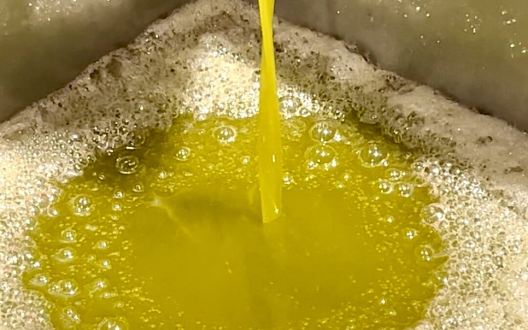 Olio Nuovo in città, un mese dal colore d’oro