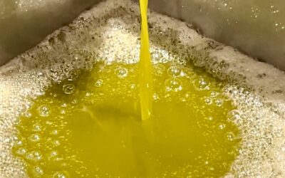 Olio Nuovo in città, un mese dal colore d’oro